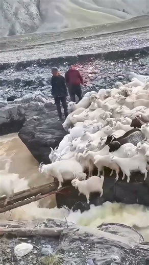 Shepherd's Perilous River Crossing with Herd | Lifeline Migration in Snowy Mountains
