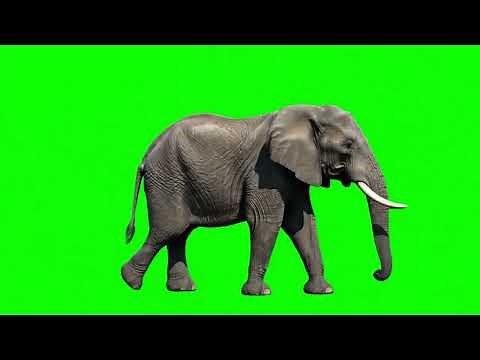 Elephant Walking Green Screen – Full Body Wildlife