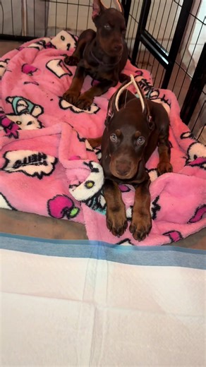 Two Female Doberman Dogs Seeking Forever Homes