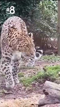 Leopard escapes enclosure at South Carolina zoo