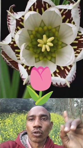 माँ शारदा का चम्तकारी फूल है दर्शन कर लो 🙏 #trending #viral #video