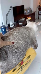 Why they move like this 😅 #funny #pets #cute #cat #catwalktour #kitten #kitty #catmodel #catlaughs