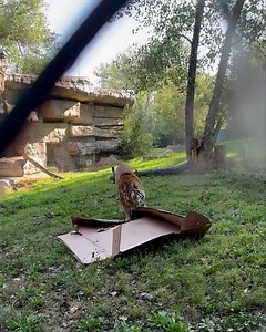 6.9K views · 668 reactions | Some Tuesday tiger zoomies for you Sofi the Amur tiger plays with a cardboard box in her habitat. Thank you caregiver Amanda for this cute video! | ZooMontana | Facebook