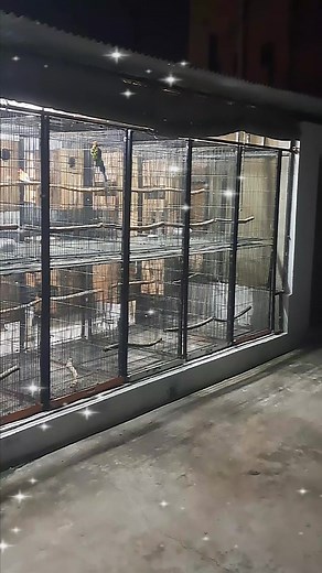 #Breeding setup #reel #cute #bird #uk #Rawalpindi #birdsmarket | Umer Khattab Birds Aviary