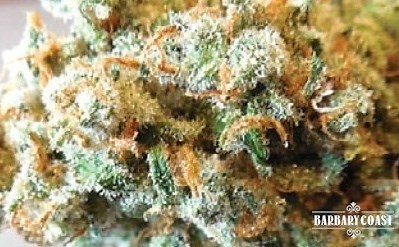 Candy Jack | Marijuana Strain Reviews
