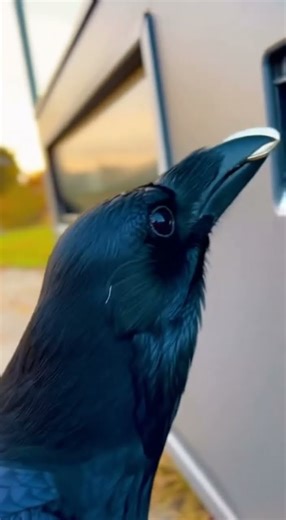 The Crow Who Bought a Snack 🪙🐦🍪