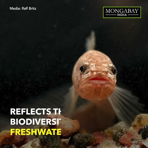 Underground fish from Kerala is a ‘living fossil’ - Gollum snakehead