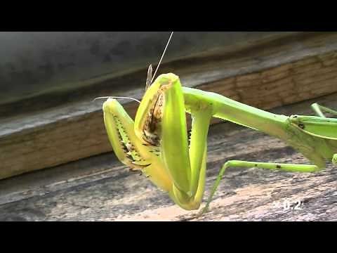 huge mantis eat two bees at one time