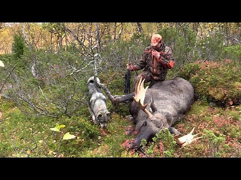 Hunting with Jämthund 4