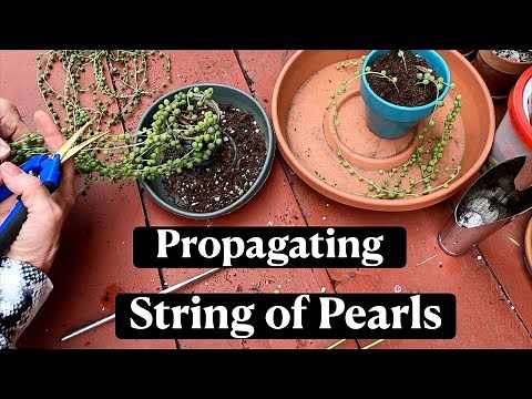 Propagating & Repotting String of Pearls * Curio (Senecio) Rowleyanus