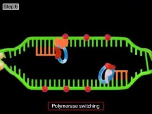 DNA replication in Eukaryotes Video