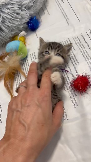 44K views · 5.9K reactions | Itty Bitty Kitty Committee Cat Rescue on Reels | Facebook