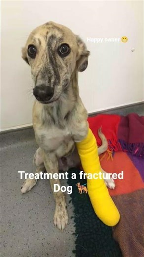 🐕‍🦺Dog Treatment 💊 Fracture 😭#dog #fracture #treatment #puppy #doctor #veterinary #medicine