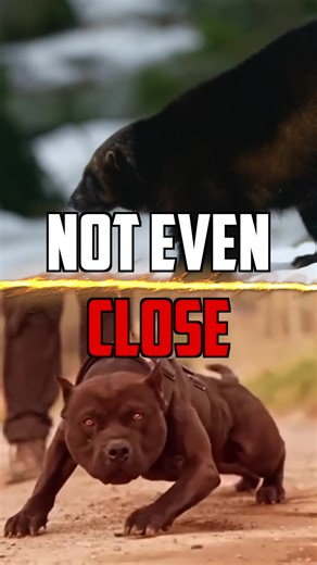Wolverine vs Pitbull: Who Would Win?