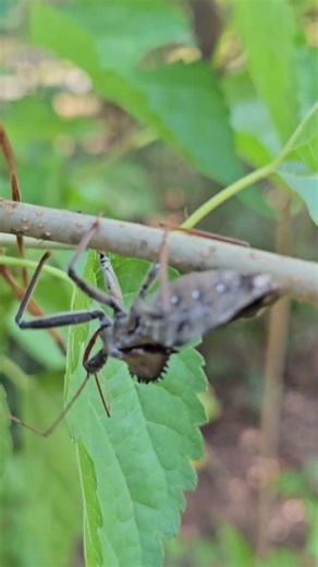 Wheel bug on the mulberry bush #garden #weirdbugs #homestead