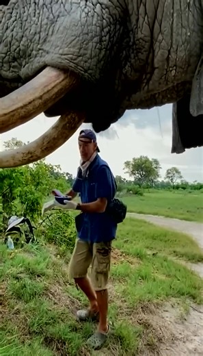 #elephant #elephants #elephantbehaviour #wildlife #reels #conservation #wild #amazing #wow #animals (33) | Elephant Time