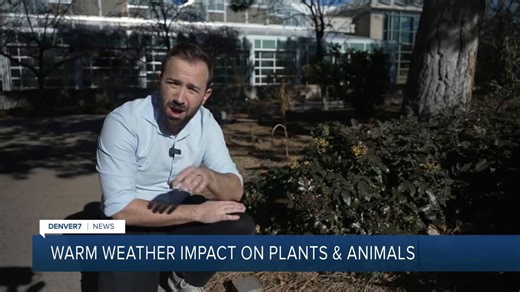 Erratic winter nudging Colorado plants and insects out of their normal rhythms