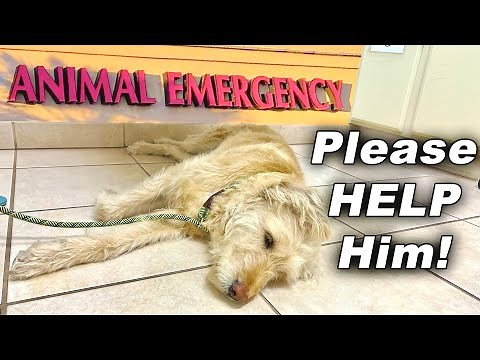 Emergency Room Pet Visit!