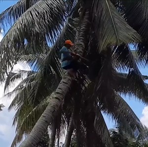 118K views · 1.5K reactions | Amazing skill cutting many coconut tree | Making Video | Facebook