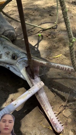 Removing the hook from the mouth of an alligator fish. #fishing #shortvideo #shortsviral #shorts ...