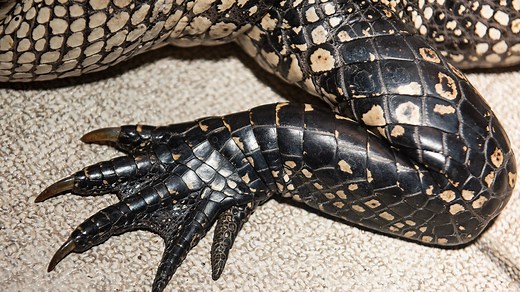 Florida gator hunting rules: Permit applications are open, what to know about gator season