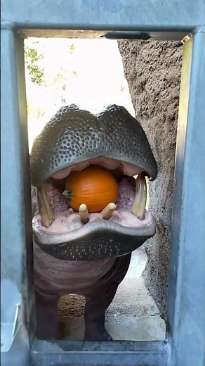 Hippo eating pumpkin 🎃🦛