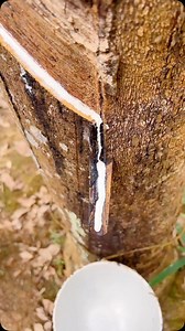 In southern China, Yang Lian carefully taps a Hevea brasiliensis tree, collecting the milky latex that has become the backbone of the country’s rubber industry. Originally from the Amazon, these trees can be tapped for decades without harm, as skilled harvesters make shallow incisions in the bark, allowing time for regeneration before the process begins again. We help people grow through calming nature and educational content. Join us on our journey 🔸 @inspirgreen Credits: 杨连 #rubberextraction 