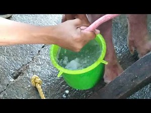 artificial insemination