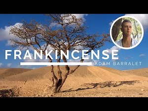 Frankincense - The Oil of the Father