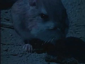 Wild America clip KANGAROO RAT