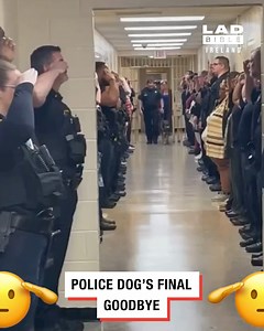 4.1M views · 53K reactions | Police dog's final goodbye 凉 | LADbible Ireland | Facebook