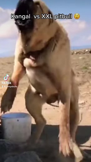 Kangal vs XXL Pitbull: Ultimate Showdown Revealed!