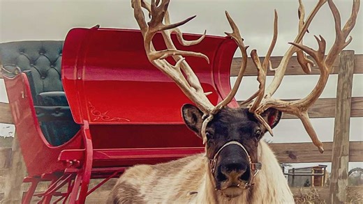 This farm in Kentucky brings Christmas to life with real reindeer