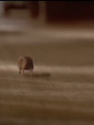 Cute Garfield Edit: Enjoy a Whimsical Animation