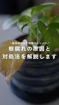 [Root rot] What causes houseplant leaves to turn yellow and how to deal with it #Houseplants #Hou...