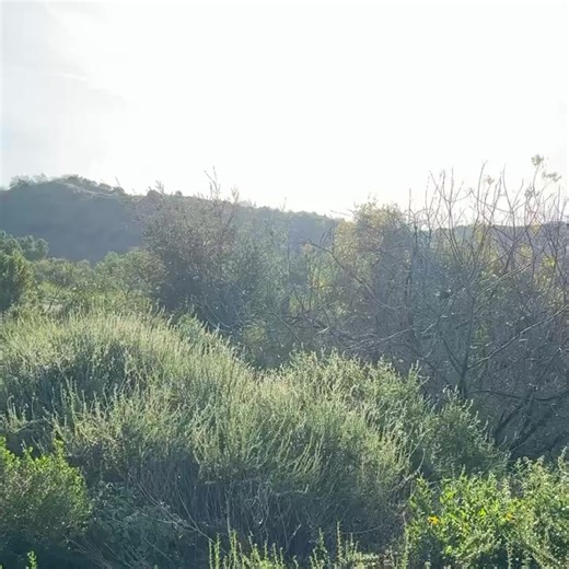 Come on in! The trails are open! Please stay on the trails. Leave the flowers to grow in the ground. #ChinoHillsStatePark #Updates #Wildflowers | Chino Hills State Park