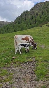 La malga Steinberg in Alta Pusteria 😍 🐄 Circondato dagli animali 🌲 Una passeggiata nel bosco 🥞 Un delizioso Kaiserschmarrn 🏞️ Una vista panoramica meravigliosa Die Steinbergalm im Hochpustertal 😍 🐄 Umgeben von Tieren 🌲 Gemütlicher Spaziergang im Wald 🥞 Einen leckeren Kaiserschmarrn 🏞️ Traumhafte Ausblicke The Steinberg Hut (Malga) in Alta Pusteria (Upper Puster Valley) 😍 🐄 Surrounded by animals 🌲 A walk in the woods 🥞 A delicious Kaiserschmarrn 🏞️ A wonderful panoramic view #stein