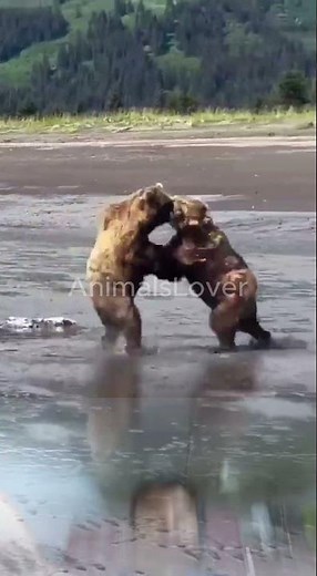 Epic Bear vs Bear Fight | Wild Animal Battle in the Forest #BearFight #animals #wildanimals