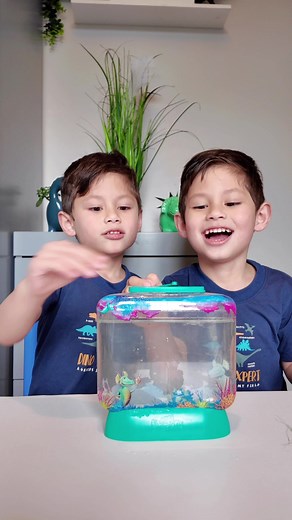 Update on the Hatching and Growth of Aqua Dragons