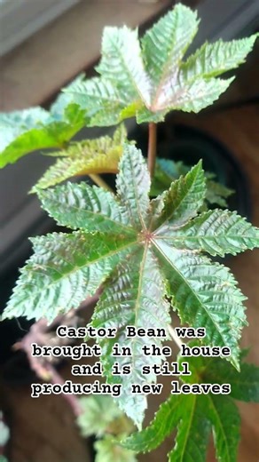 I'm unstoppable!! It may be winter outside, but in here I will keep growing new leaves