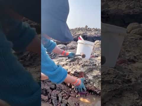 Digging Crabs