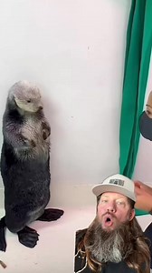 76K views · 1K reactions | Sea Otter pockets. The more ya know! #amazing #crazy #crazystory #themoreyouknow | Apex Predator Outfitters | Facebook