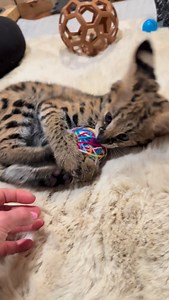 Little wild man 🤎 | Raven Bardin