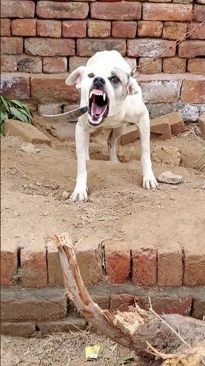 🔥 Real Aggressive Dog Sound 😡 | Warning Bark & Growling Reaction