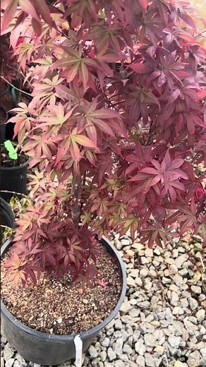 Acer palmatum 'Twombly's Red Sentinel'