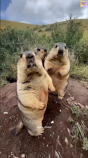 Bobak Marmot: The World's Most Unique Animal! #facts #animalfacts
