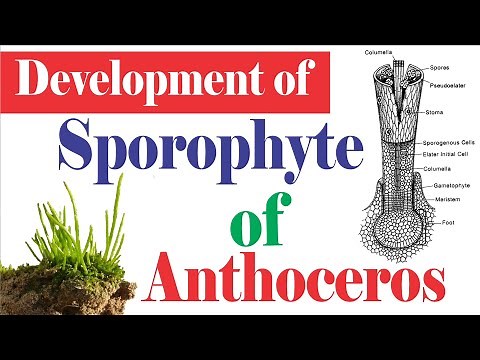 Anthoceros: Development of Sporophyte | Sporophyte of Hornworts | Anthocerotopsida