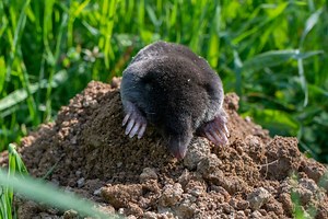 Ce n'est pas grave d'avoir une taupe dans son jardin, bien au contraire, c'est une alliée