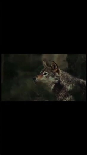 Wolf Howling at Night | Scary Animal Sound Effect | #WolfHowling #horrorshorts #Shortfeed