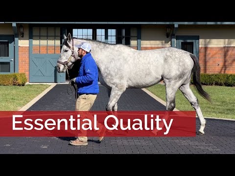 Essential Quality's First Foals Look the Part